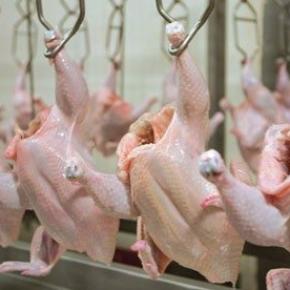 How to correctly and quickly grade the whole chicken after slaughter?
